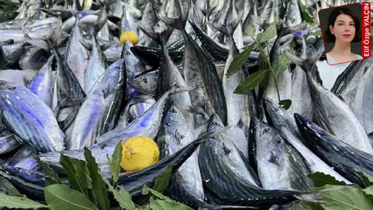 Tüketici Derneği'nden Palamut Fiyatları İçin Tepki