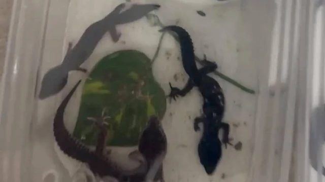 Kartal'da Yasa Dışı Hayvan Ticareti: 134 Tür Ele Geçirildi