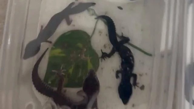 Kartal'da Yasa Dışı Hayvan Ticareti: 134 Tür Ele Geçirildi