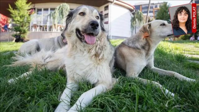 Hayvan Hakları Savunucuları İstanbul'da Eylem Düzenledi