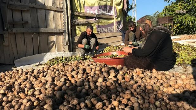 Karaağaç Köyü'nde Ceviz Hasadı Başladı, 400 Ton Rekolte Bekleniyor