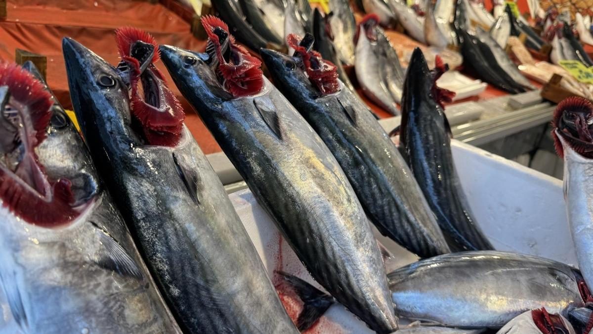 Palamut İstanbul'da Bolluk Yaşatıyor, Fiyatlar Uygun