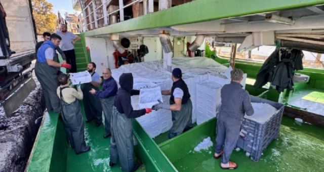 Palamut avı başladı, balıklar İstanbul'a yola çıktı