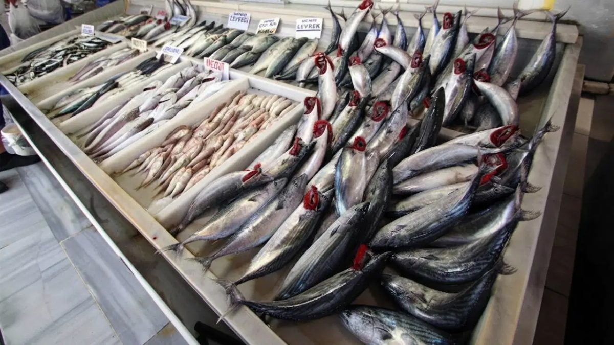 Palamut 1 Kiloya Ulaştı, Fiyatı 100 Lira Oldu