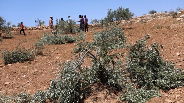 İsrail Ordusu Batı Şeria'da Zeytin Ağaçlarını Söküyor
