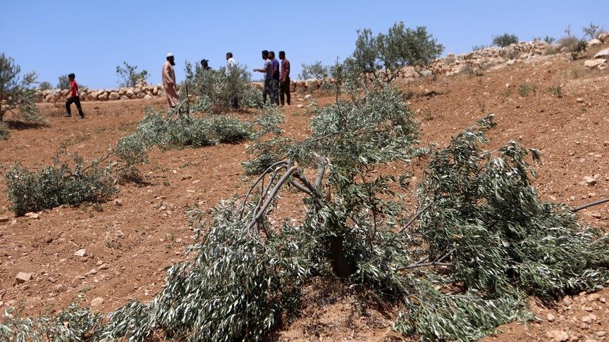 İsrail Ordusu Batı Şeria'da Zeytin Ağaçlarını Söküyor