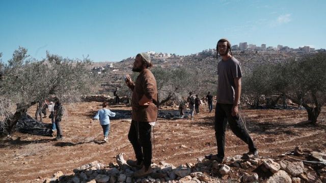 Filistinlilerin Zeytin Hasadı Döneminde Kaçırılma Olayları Artıyor