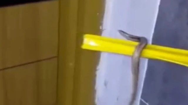 Arnavutköy'de su baskınında yüzen yılan görüntülendi