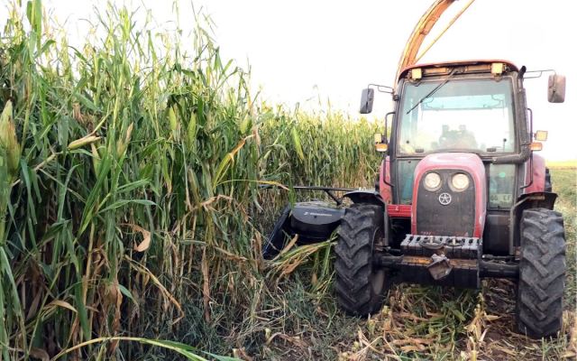 Yozgat'ta Çiftçi Faruk Özkan, Silajlık Mısırda Zamları Eleştirdi