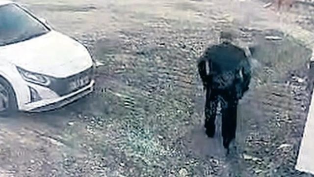 Faruk Gaye, Doğu Afrika sorumlusunun yurtdışına kaçışı