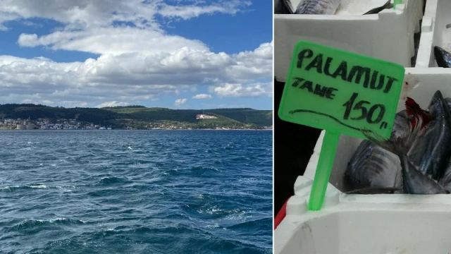 Marmara'da Palamut Avı Gecikti, Sular Hızla Soğudu