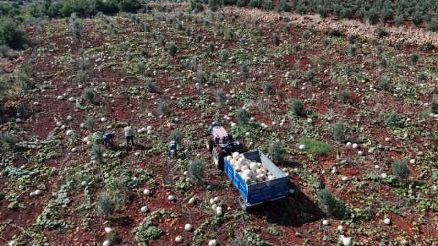 Hatay'da Beyaz Kabak Hasadı Başladı, Fiyatlar 20-25 TL Arasında