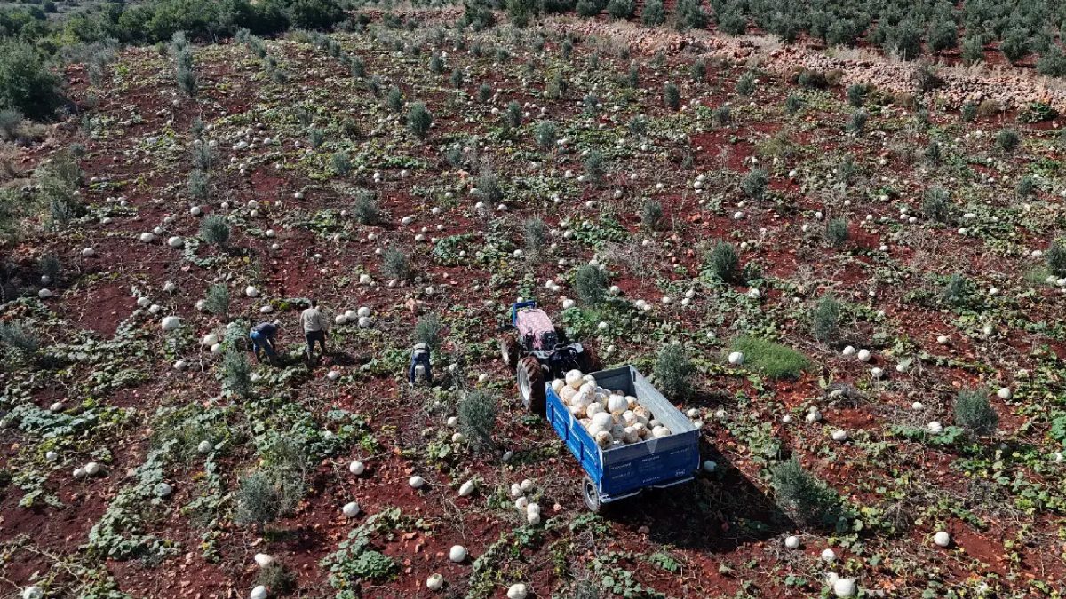 Hatay'da Beyaz Kabak Hasadı Başladı, Fiyatlar 20-25 TL Arasında