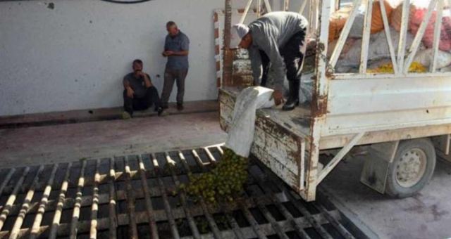 Çağlayancerit Cevizi hasadı, 20 günde 80 bin lira kazandırıyor