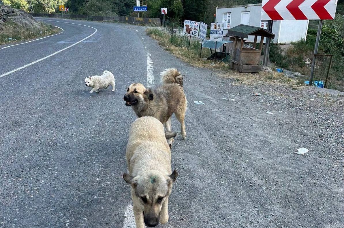 Borçka Belediyesi, terk edilen köpekler için yasal işlem başlatacak