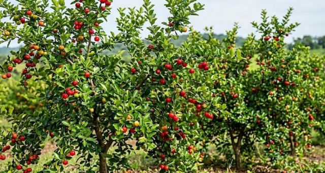 Acerola: Limondan 60 Kat Fazla C Vitamini İçeren Meyve