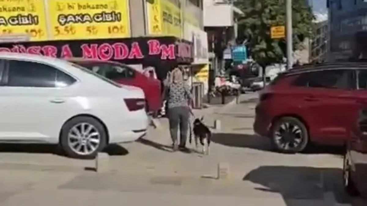 Esenyurt'ta Pitbull, sokak kedisini öldürdü: Ceza belirlendi