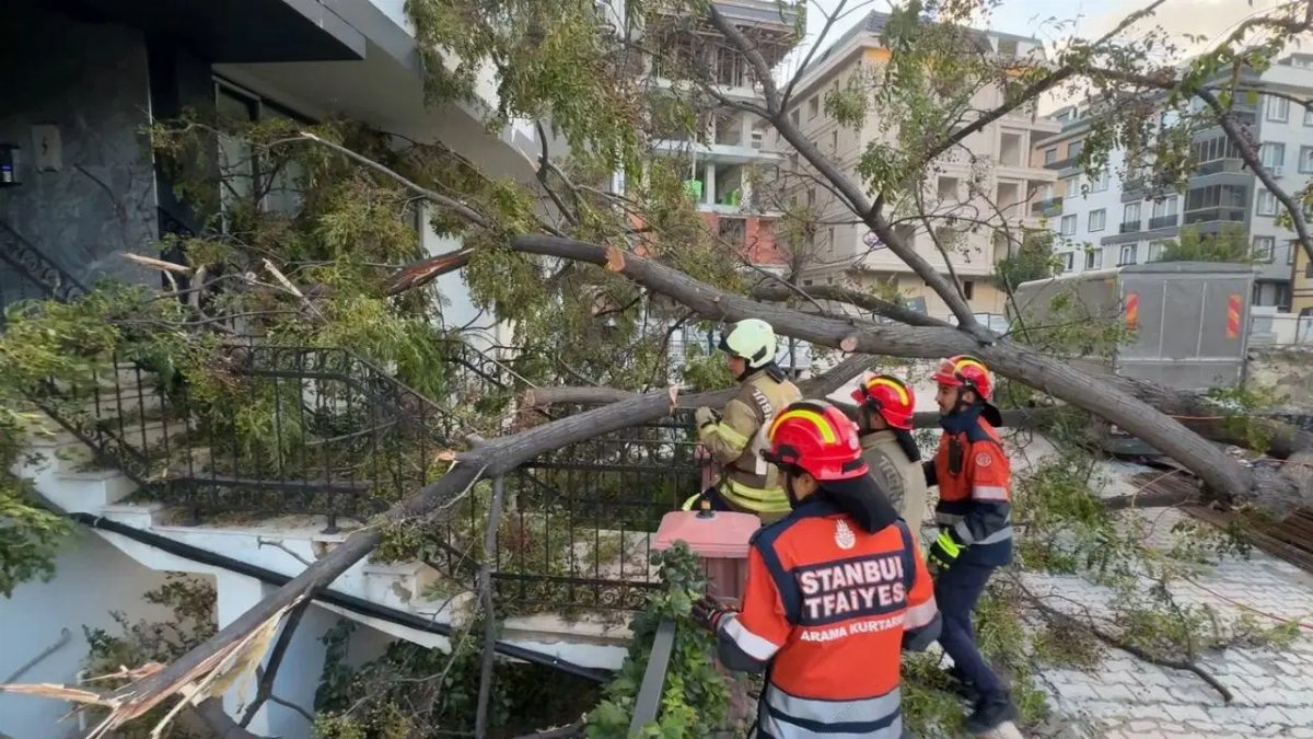 Avcılar'da rüzgarın devirdiği ağaç, kadını son anda kurtardı