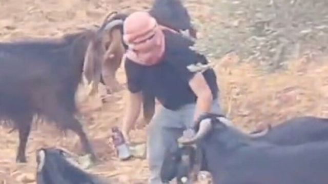 İsrail askerleri, Filistin topraklarında hayvanları zehirledi iddiası