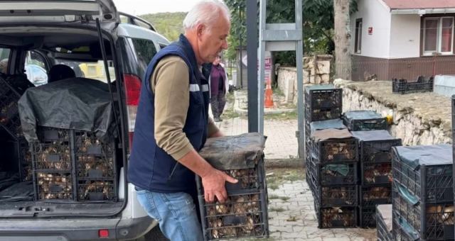 Istranca Ormanları'nda Mantar Toplama Geliri Artıyor