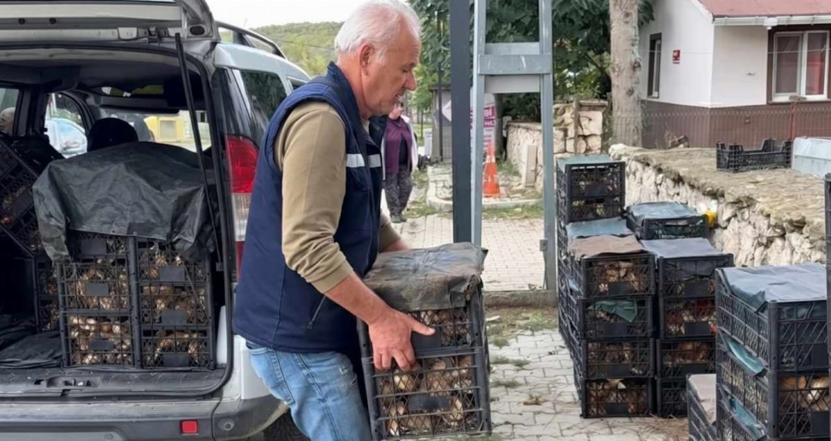 Istranca Ormanları'nda Mantar Toplama Geliri Artıyor