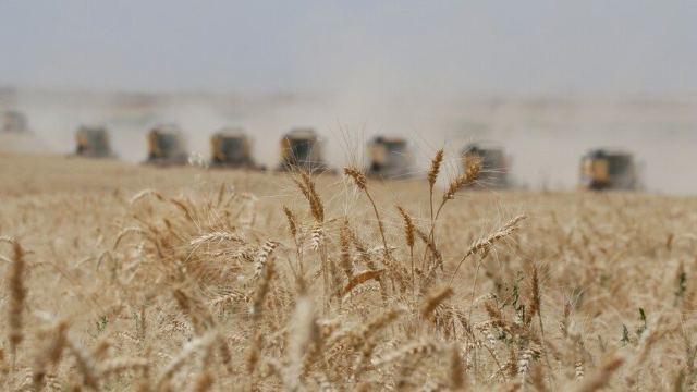 Buğday fiyatları eylülde 27 ayın en hızlı düşüşünü kaydetti