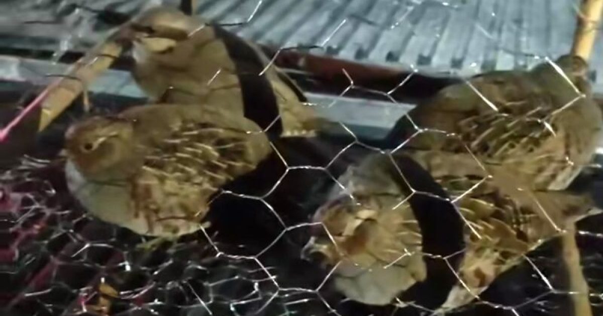 Van'da kafes avcılığı yapan kişiye 211 bin TL ceza kesildi