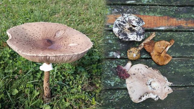 Mantar Zehirlenmelerine Dikkat: Doğadan Toplama Uyarısı
