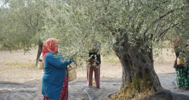 Endülüs'te Zeytin Hasadı Gece Yasağı Getirildi