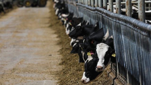 Ağustosta toplanan inek sütü miktarı 1 milyon 21 bin ton oldu