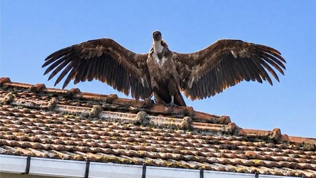 Pendik'te Kızıl Akbaba Geceyi Çatıda Geçirdi