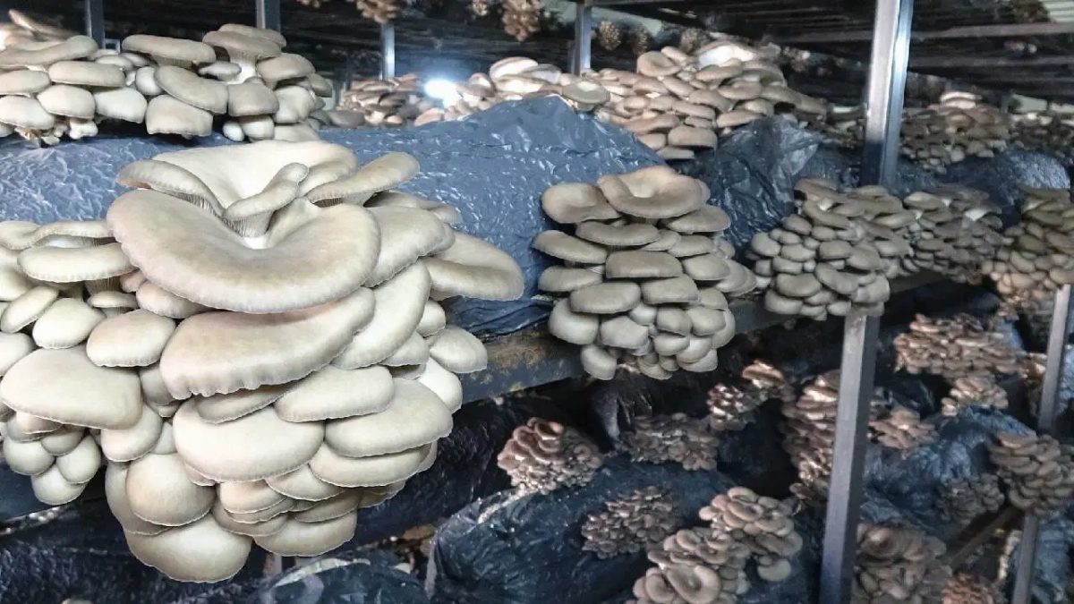 Erzurum'da Genç Girişimciler İstiridye Mantarına Yöneldi