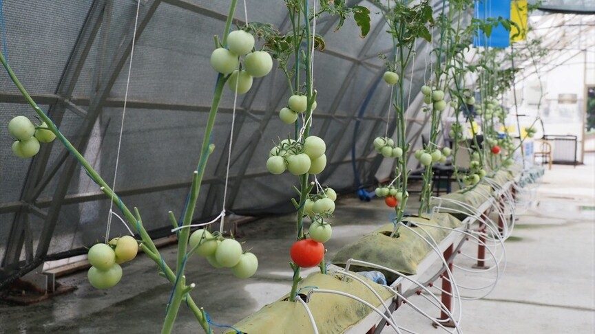 ÇAYKUR çay atıklarını ekonomiye kazandıracak proje başlattı